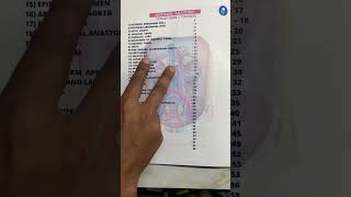 Abdomen Anatomy Notes For University Exams Johari MBBS [upl. by Yc989]