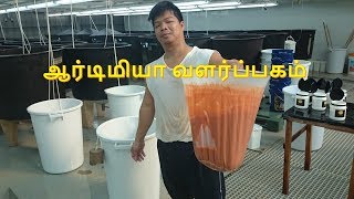 ஆர்டிமியா வளர்ப்பகம் ArtemiaBrine Shrimp Culture techniques [upl. by Kcirded]