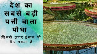 GK All about victoria amazonicaदेश का सबसे बड़ा पौधाWATER LILY [upl. by Leonteen]