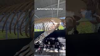 Incredible Blue Whale Skeleton on Display at the Beaty Biodiversity Museum [upl. by Hazem]