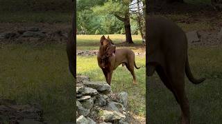 Red Mastiff newyork mastiff dog canecorso bullybreed rare happy [upl. by Huebner740]