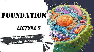 Lecture 5 embryology 3rd week development  Chorion  decidua Dr Adham Saleh [upl. by Rockel552]