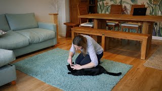 How to train your cat to get used to flea treatment  Cats and fleas [upl. by Gally993]