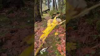 Graves Creek Camp ground along the Quinault River Quinault RainForest [upl. by Sclater86]