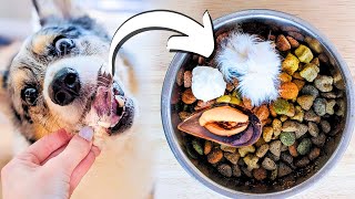 10 Meal Toppers That Supercharge Your Dogs Food [upl. by Jamille]