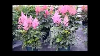 Best Perennials  Astilbe Rheinland False Spirea [upl. by Veradis91]