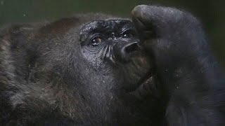 S1E84 🦍Peaceful Morning in Rolas Life🪱Santa amp Gigio⎮Solitary Female Gorilla⎮CHIBA ZOO [upl. by Aseen]