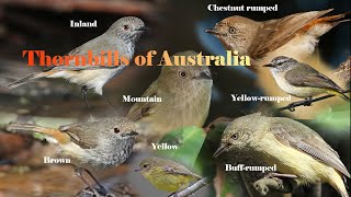 Thornbills of Australia [upl. by Siram]