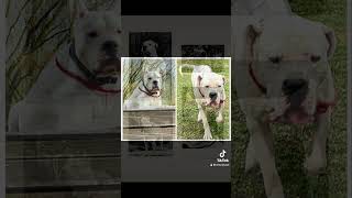 Dogo argentino Lithuania Fortuna Niks Sparta and Cassus Zlota Troja Litter A [upl. by Vitalis]