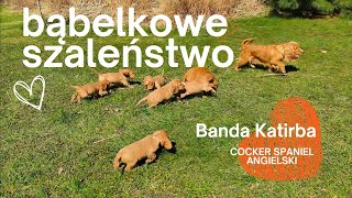 Bąbelkowe szaleństwo  Cocker Spaniel Angielski [upl. by Kippie]