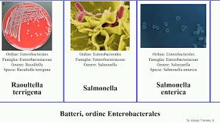 Batteri ordine Enterobacterales klebsiella salmonella bacteria coli pneumoniae typhimurium pestis [upl. by Bazar]