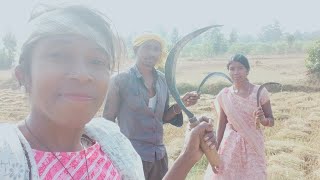 ऐसे काटते हैं मस्ती मस्ती में धान youtube Ksingh 💃💃💃💃💃💃 [upl. by Gorrono]