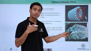 Class 11th – Virus  Tobacco Mosic Virus  Biological Classification  Tutorials Point [upl. by Judie]