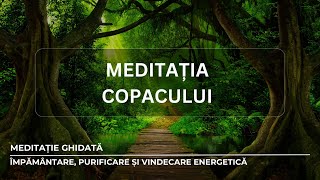 MEDITAȚIA COPACULUI  MEDITAȚIE GHIDATĂ PENTRU ÎMPĂMÂNTARE RECALIBRARE ȘI VINDECARE ENERGETICĂ [upl. by Askari]