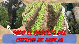 Mira todo el proceso en un cultivo de arveja [upl. by Eiznekcm205]