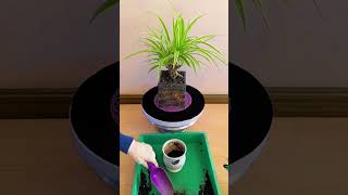 Change soil step by step for plants flower in pot put fertilizer plants flower garden flower diy [upl. by Ramal]