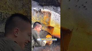 The incredible process of collecting honey [upl. by Levenson383]