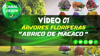 VÍDEO 01  ABRICÓ DE MACACO  SÉRIE ÁRVORES FLORÍFERAS E ORNAMENTAIS [upl. by Uon]