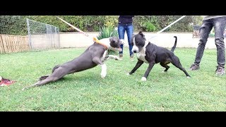 MIX CHIENS FORMATION EDUCATEUR CANIN  SYM DOG [upl. by Kono994]