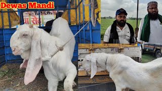 Dewas Bakra Mandi  Exploring the BIGGEST Bakra Mandi in Dewas [upl. by Lovett]