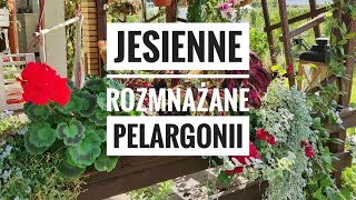 Rozmnażanie pelargonii jesieniąKwiaty w ogrodzie Ulubione kwiaty doniczkowe i na taras  Kasia in [upl. by Pasol210]