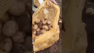 Subur makmur shortvideo shorts [upl. by Andrew]