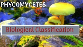 Phycomycetes  Zygomycetes  Oomycetes  Vinay Biology [upl. by Vitek]