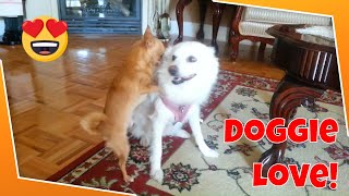 Teacup Chihuahua Loves big dog American Eskimo [upl. by Eitak671]