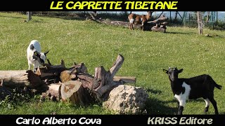 Caprette Tibetane  Nuova Guida [upl. by Enawtna234]