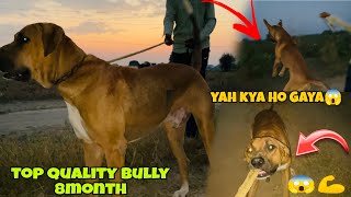 Top quality bully 8 month😍full aggressive❤️ pakistanibully petsvlog viralvideo shermaindehat [upl. by Entsirhc]