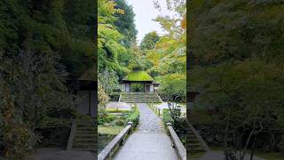 Autumn in Kyoto fall colors at Honenin Anrakuji temple amp Philosophers path kyoto japan travel [upl. by Gaal311]