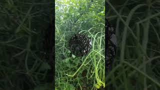 නවහන්දිPencil TreeChakkalaviEuphorbia tirucalliHerbal Plant SriLanka🌿hindinatureshortvideo [upl. by Leyameg833]