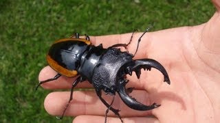 Odontolabis wollastoni  Stag Beetle  Hirschkäfer [upl. by Notreb581]