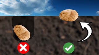 Best EASIEST Way to Plant Potatoes [upl. by Amron]