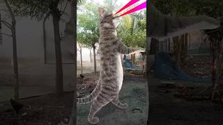 Billi bole meow shorts song music funny [upl. by Blumenfeld]