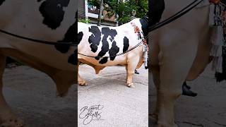 Hefty Holstein bull with exceptional depth [upl. by Araas]