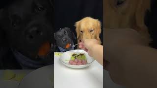 We Eat Together Today Golden and Labrador Oh My God It Smells So Good Cute Pet Debut Plan [upl. by Naenej]