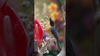 Tickells blue flycatcher Singing E35 birdsinging flycatchers tledekangunung [upl. by Darya]