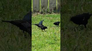 SO MANY Blackbirds birds blackbird nature [upl. by Anec]