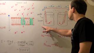 Electrochemical Gradient and Sodium Ions [upl. by Enair]