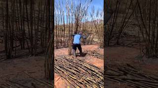 Fastest Way Sugarcane Harvesting By Burning Leaves satisfying HappyFarm85 [upl. by Laurene]