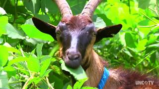 Goats on this NC farm are helping control the invasive Kudzu weed [upl. by Gati]