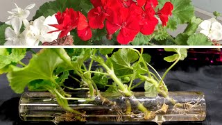 Geranium Propagation New And Effective Method [upl. by Moyna]