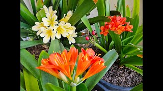 Clivia Miniata Winter Blooming Orange amp Yellow Bush Lily Flowers 2024 [upl. by Imled679]