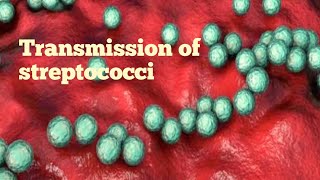 Transmission of streptococci  microbiology [upl. by Netnert]