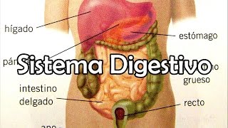 El Sistema Digestivo [upl. by Trebron]