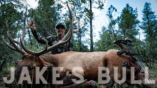 Archery Elk Hunting 2024 Jakes Bull [upl. by Lukey]