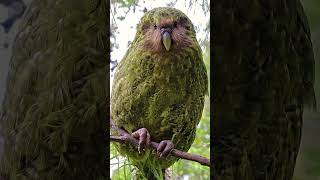 🦜PAPAGAIO Gigante Mas Não Voa shorts kakapo cacapo papagaios [upl. by Treiber]