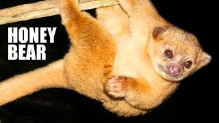 Kinkajou Facts the HONEY BEAR  Animal Fact Files [upl. by Kylstra]