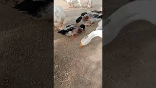 Duck gooses 🥰🥰🥺birdsshortfeed viralvideo youtubeshorts AnimalszooV1 [upl. by Duer]